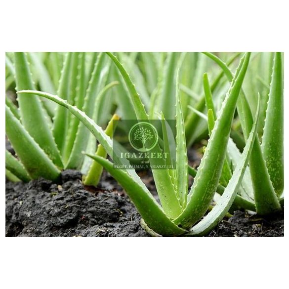 aloe vera