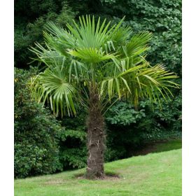 Kínai kenderpálma/ legyezőpálma (Trachycarpus Fortunei)