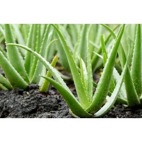 Aloe vera