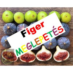 Figer MEGLEPETÉS - meglepetés  füge - 21-50 cm